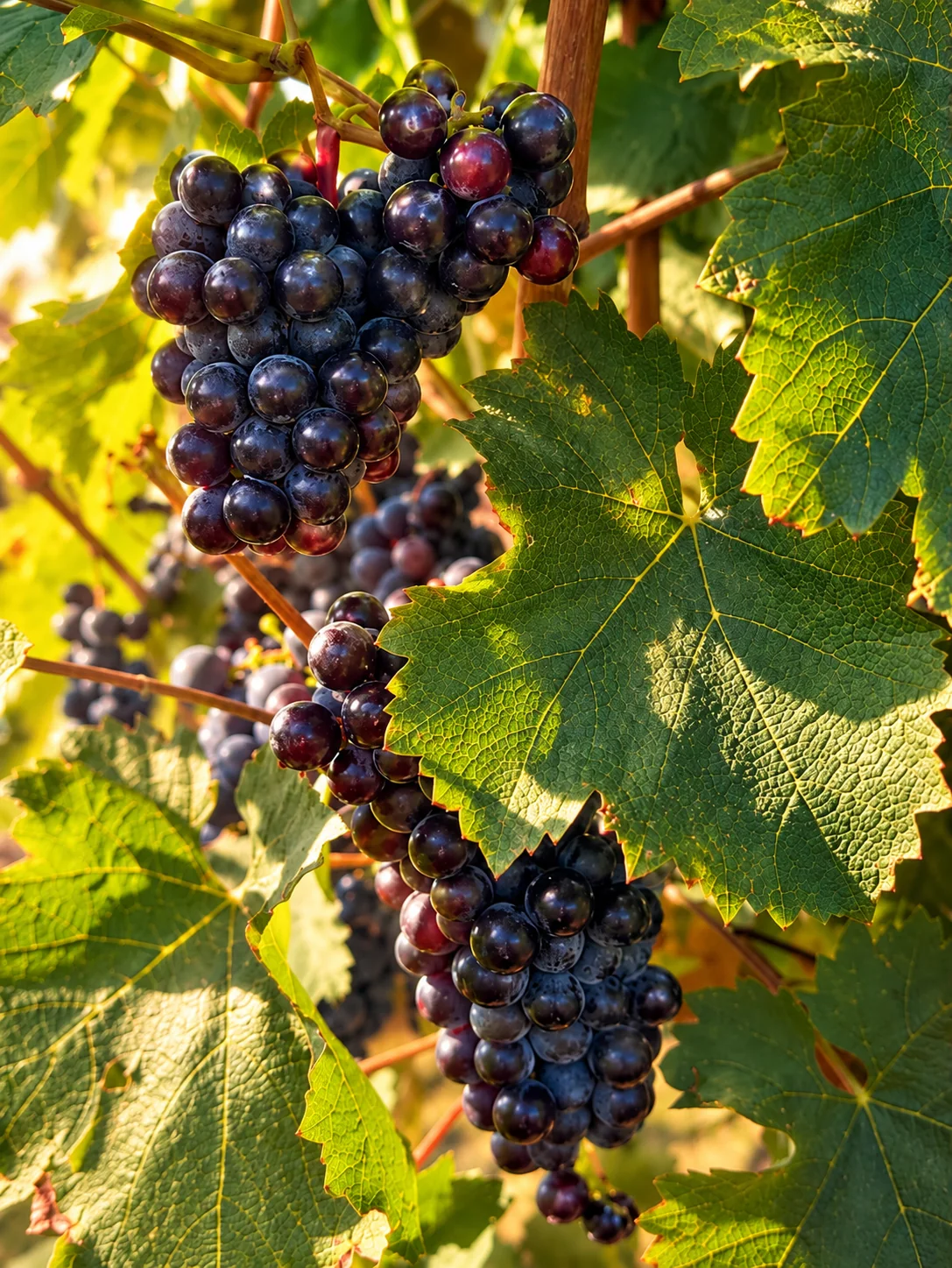 Dark grape bunches among vine leaves