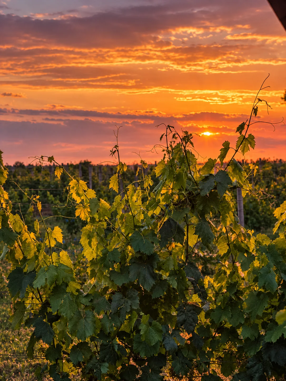 Vine leaves against the setting sun