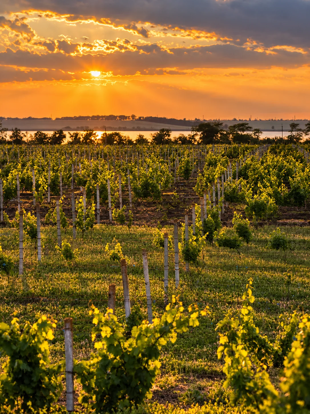 Young vines at sunset with the Burnas lagoon behind them