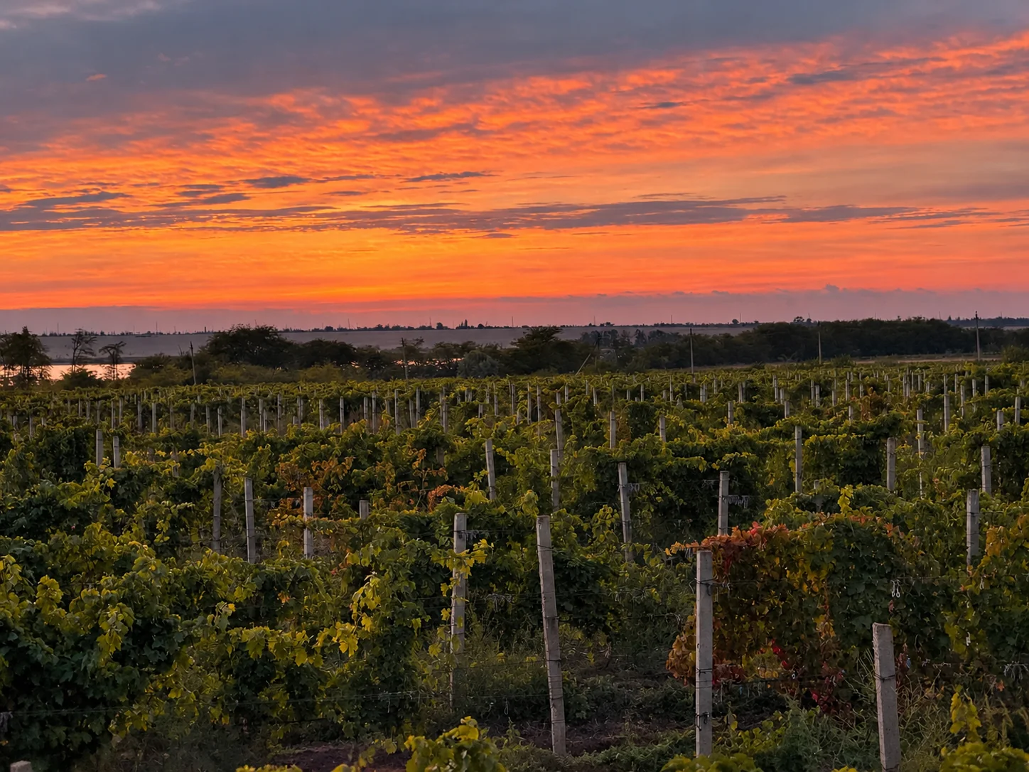 Our vineyard at sunset, with the Burnas lagoon on the horizon
